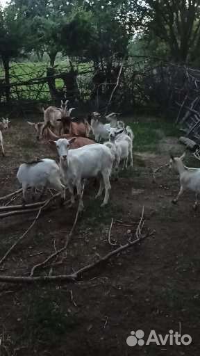 Продается козы