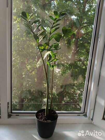 Замиокулькас