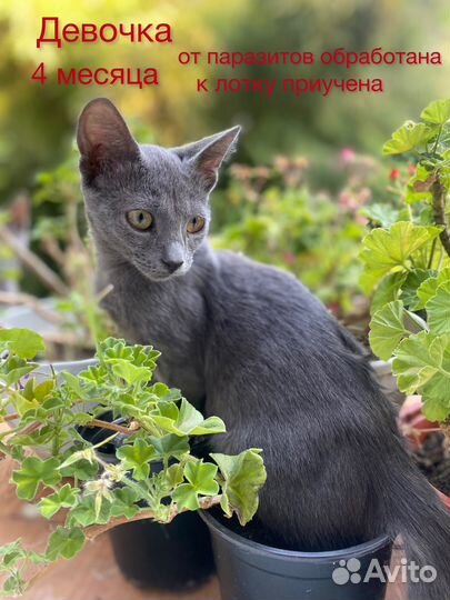 Котята в добрые и заботливые ручки)