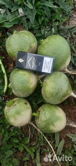 Редька (маргеланская)оптом