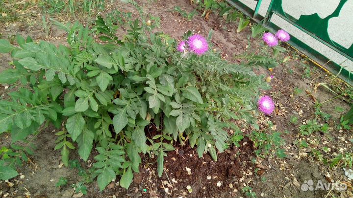 Ирисы, марьин корень, василек, бадан, клубника