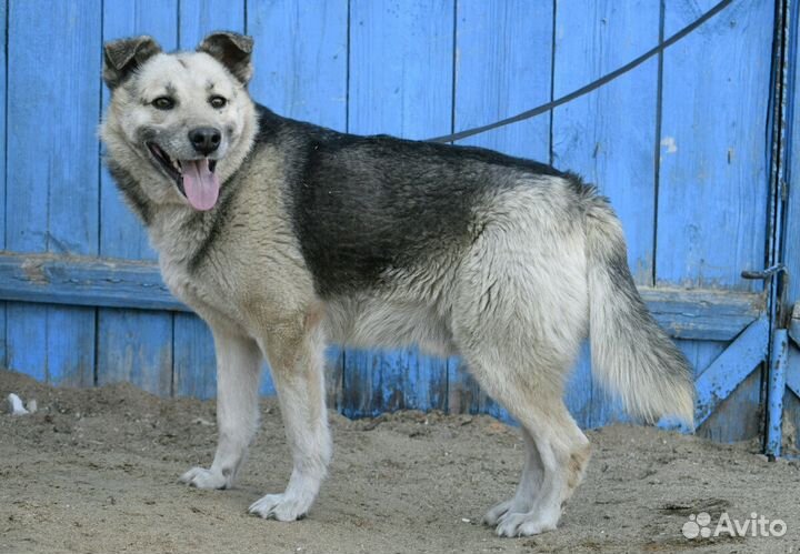 Север ищет дом