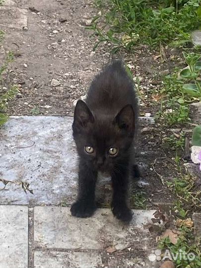 Котятки ищут дом