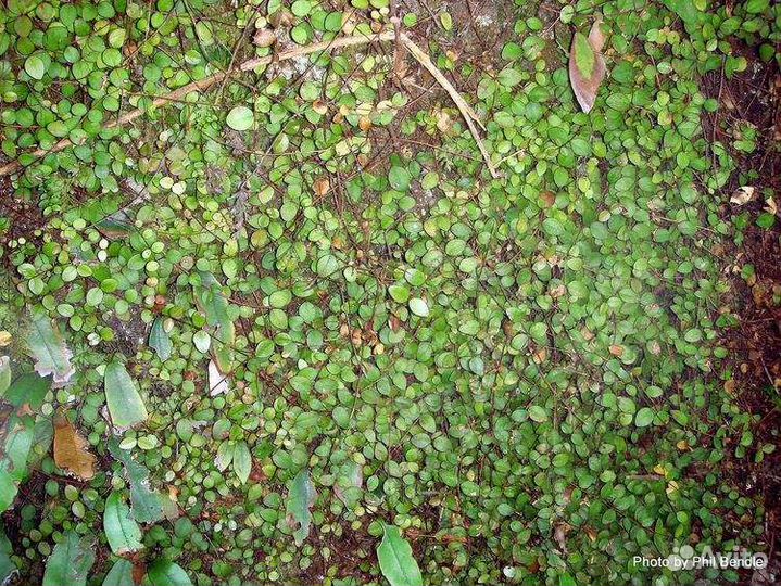 Метросидерос перфората