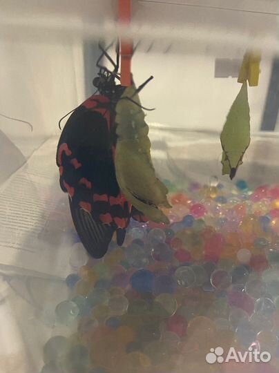 Ферма бабочек