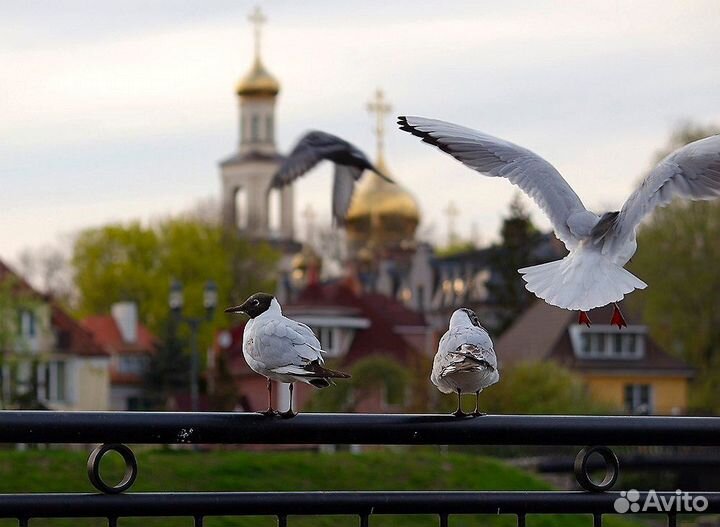 Калининград, Янтарный край за 7 дней