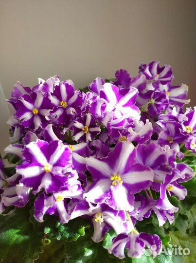 Фиалка химера