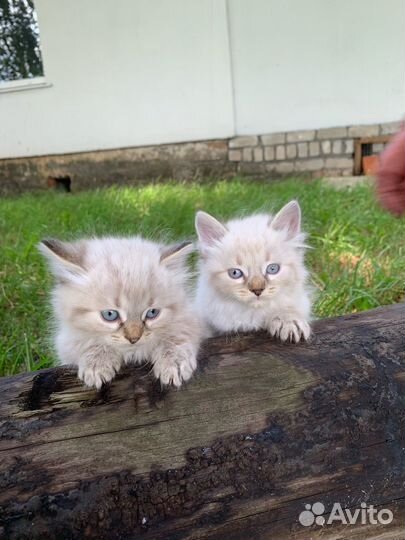 Невская маскарадная