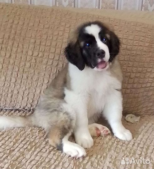 Щенки сенбернара