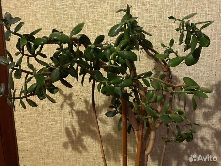 Толстянка (Денежное дерево)