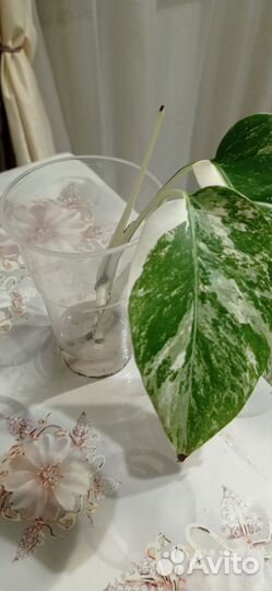 Монстера вариегатная альба