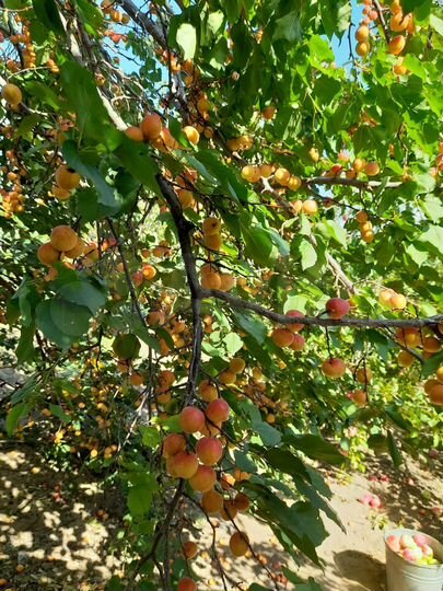 Участок 12 сот. (ИЖС)