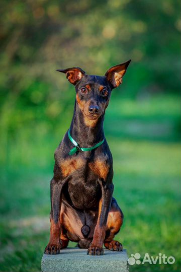 Кобель цвергпинчер щенки