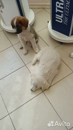 Собака в добрые руки