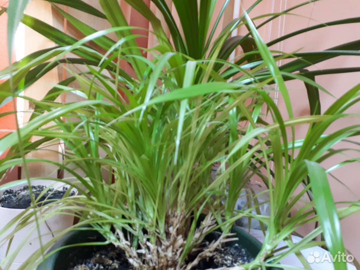 Панданус (винтовая пальма)