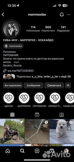 Щенок сиба ину кобель