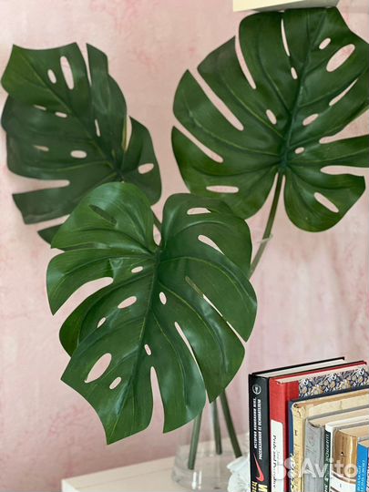 Монстера IKEA