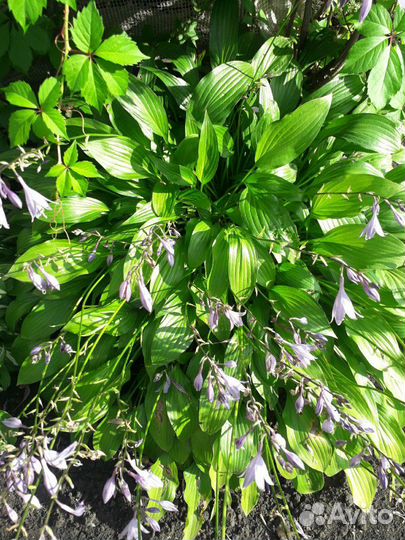 Предлагаю хосты