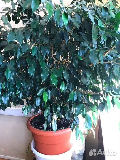 Фикус бенджамина большой