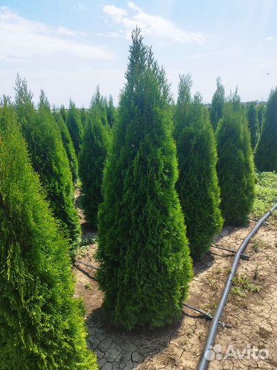 Туя смарагд премиум класса