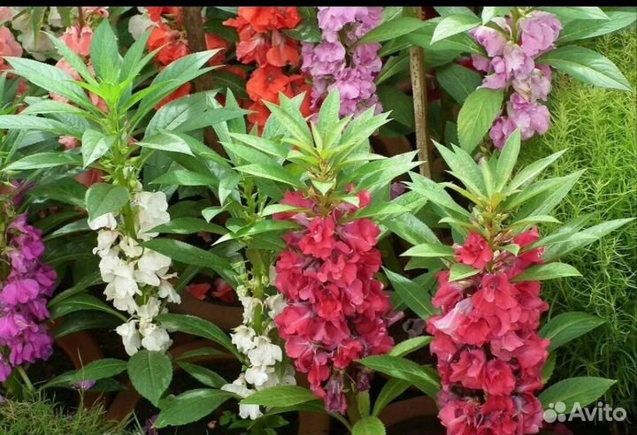 Рассада однолетних цветов