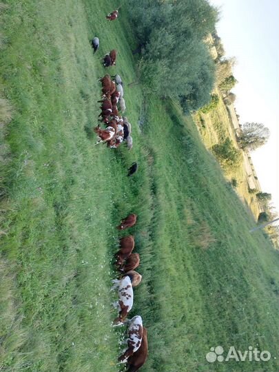 Овцы бараны