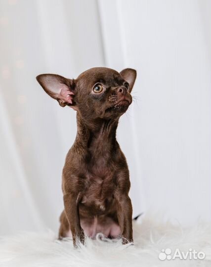 Породистый mini Чихуа от титулованных родителей