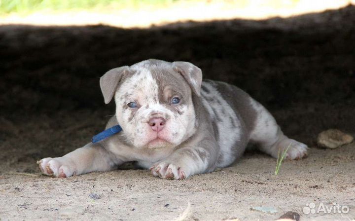 Американский булли