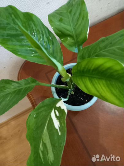 Спатифиллум Сенсация,Сенсация Канифоль, Пикассо