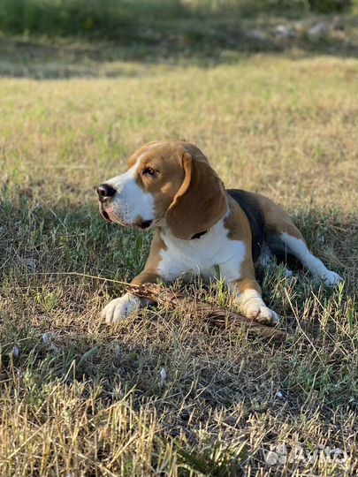 Случка собак