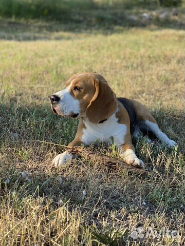 Случка собак