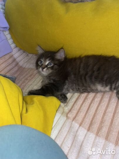 Котенок даром