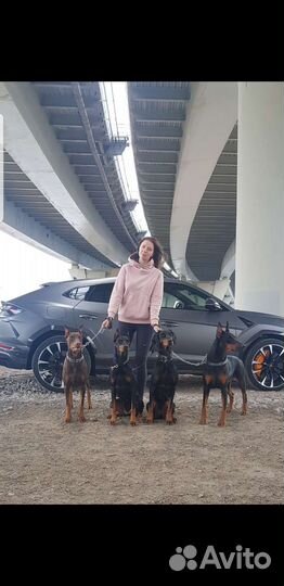 Доберман -прогулка,знакомство с породой,фотосессия