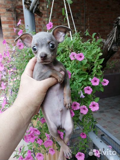 Мини той-терьер