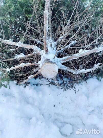 Живая ель пышная с доставкой