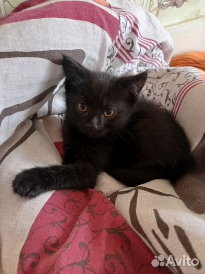 Котенок мальчик в добрые руки