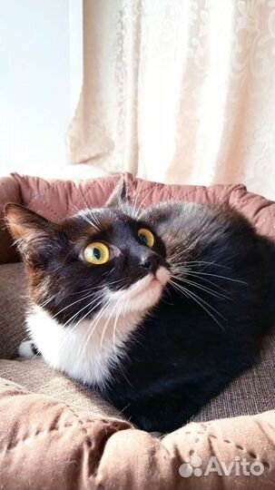 Кошка ищет дом