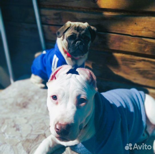 Щенки мопса черные