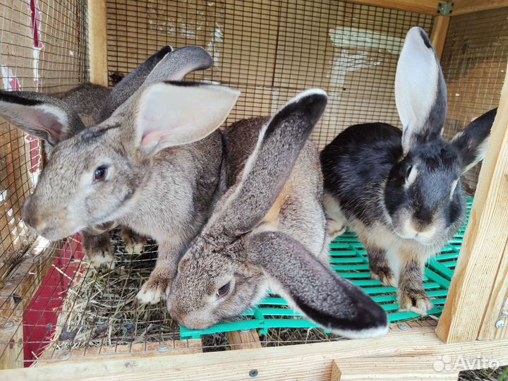 Кролик 4 мес