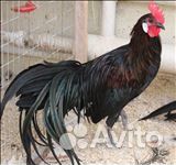 Куры несушки и Петухи