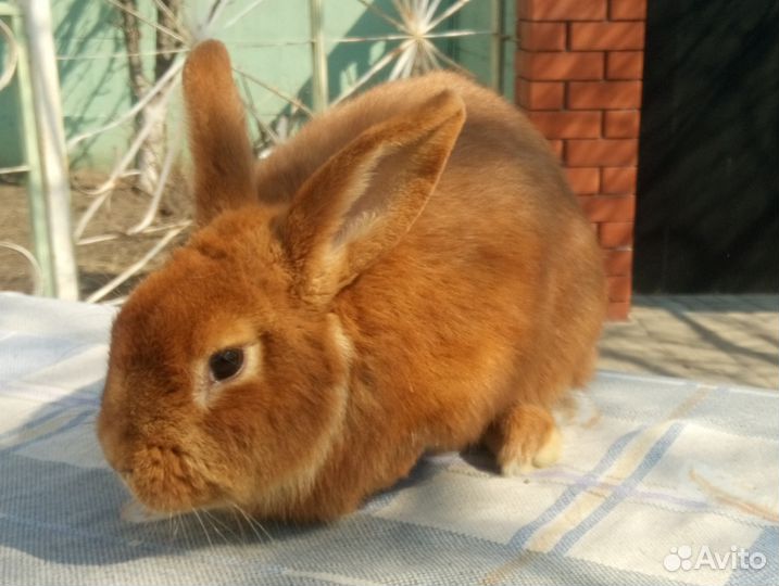 Продам кроликов