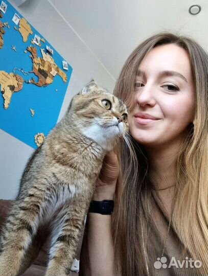 Зооняня / Передержка кошек