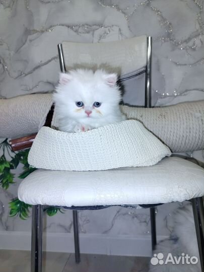 Персидские котята