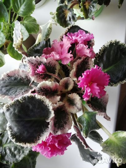 Фиалка в горшках