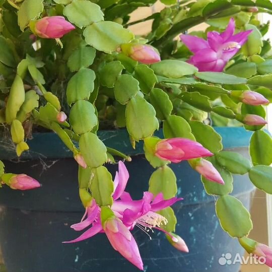 Декабрист розовый