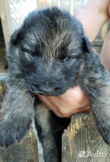 Чистокровные щенки немецкой овчарки