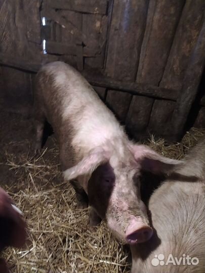 Хряк.порода крупнобелая.на племя возраст 10 мес