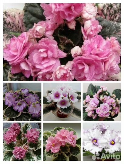 Фиалки листья