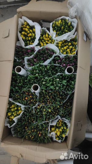 Тюльпаны опт/ розница