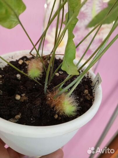 Папоротники 2